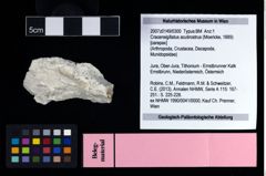 NHMW-GEO-2007z0149-0300_Ol_01.tifCracensigillatus acutirostrus (Moericke, 1889)  (NHMW-GEO-2007z0149-0300)